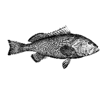 grouper fishing carolina beach grouper fishing carolina beach