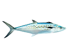 Spanish Mackerel Fishing Carolina Beach