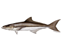 cobia1 carolina beach fishing charters